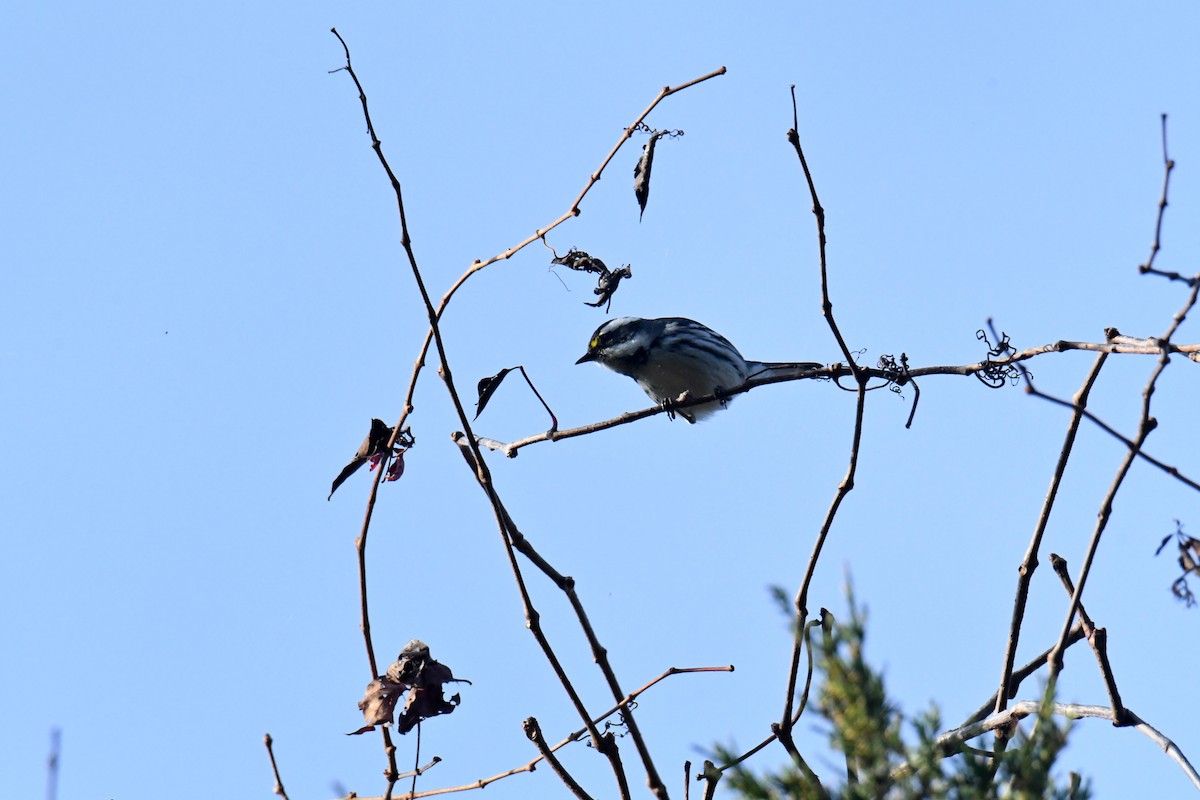gråparula - ML631552159