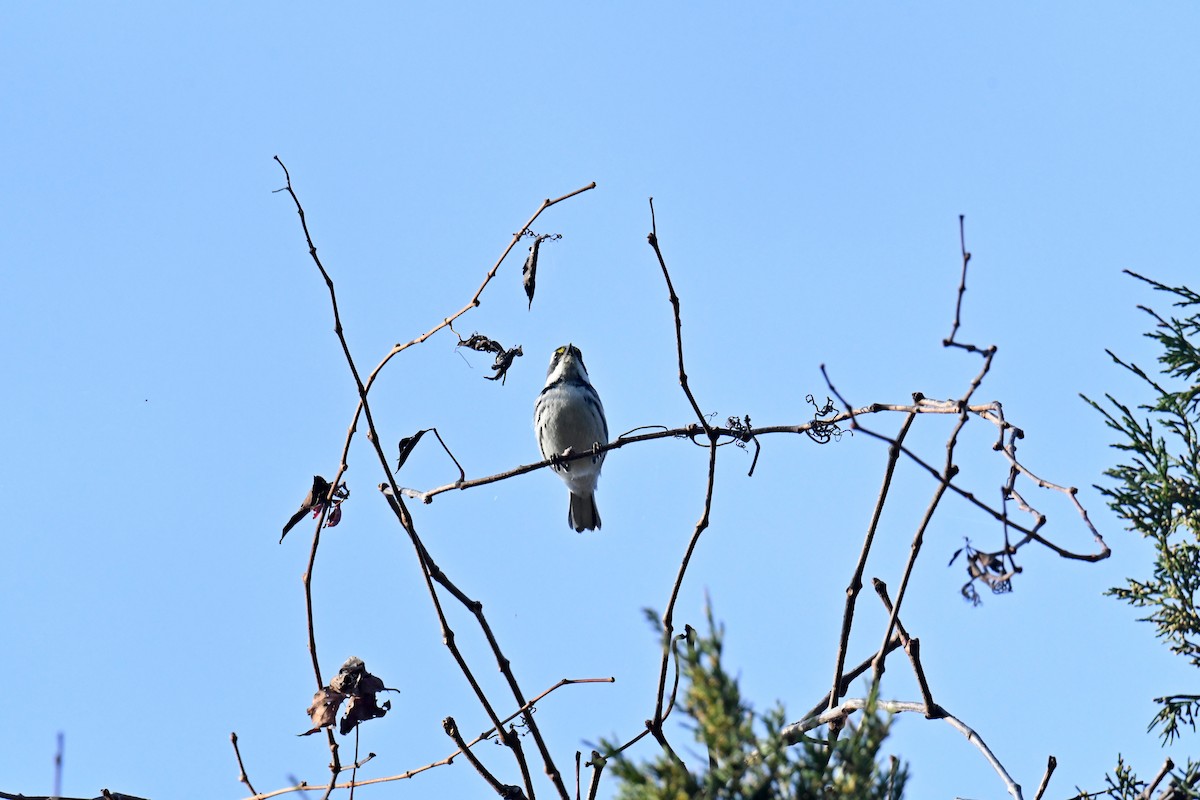 gråparula - ML631552164