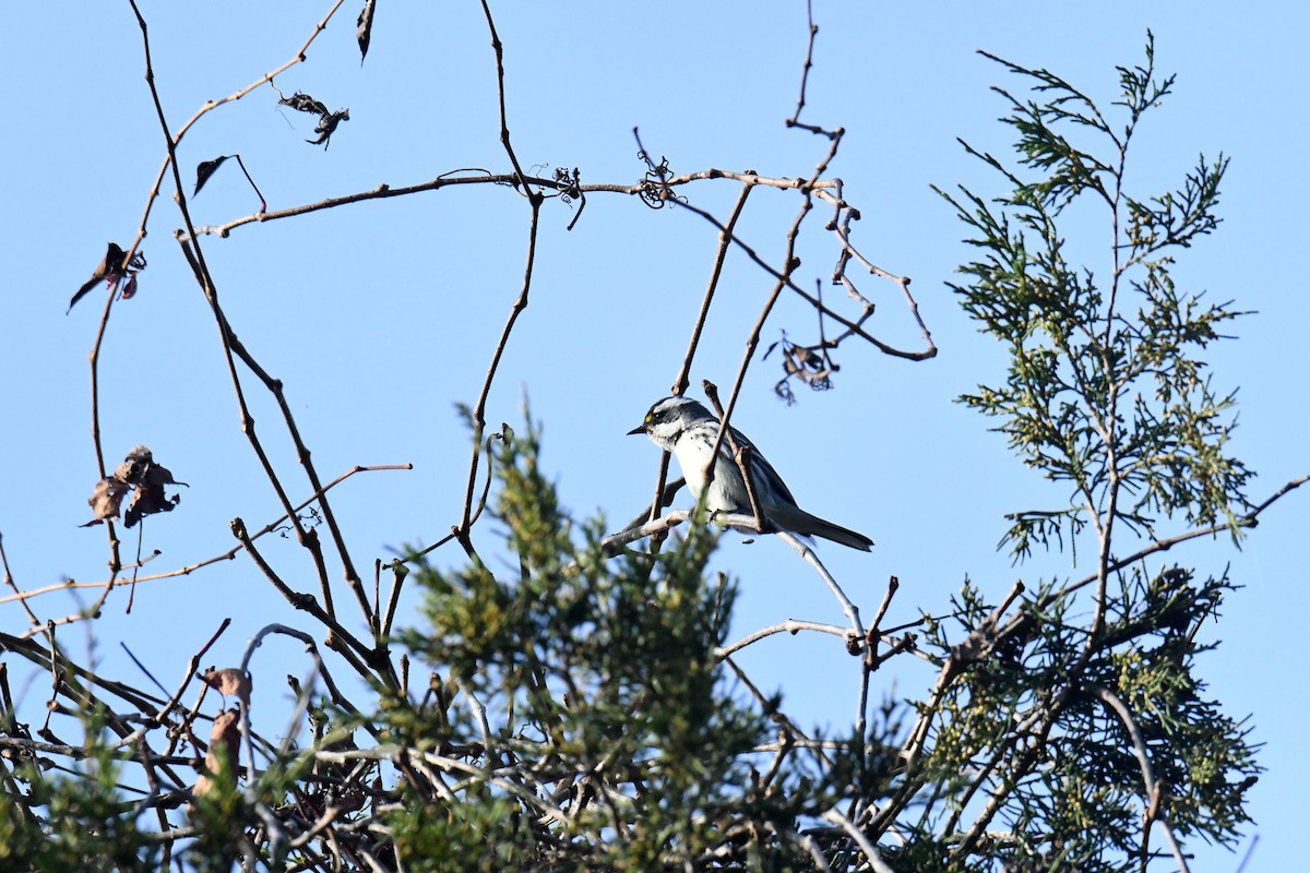 gråparula - ML631552167