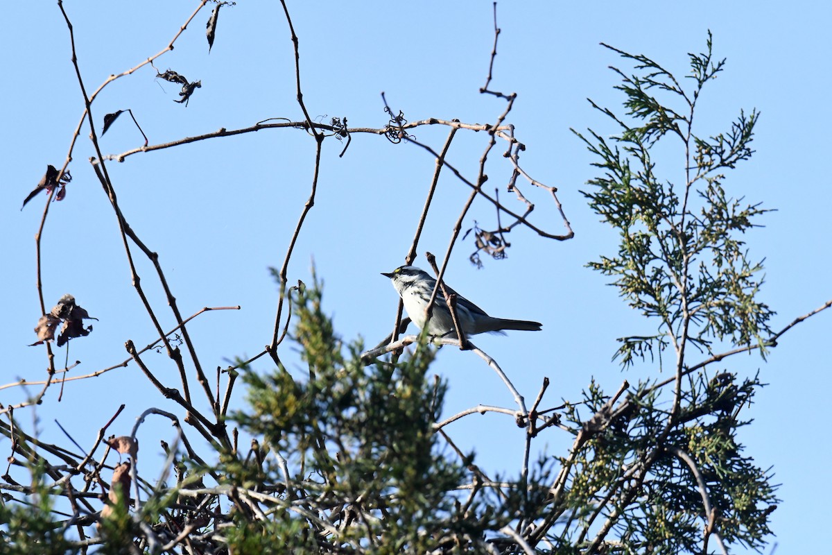 gråparula - ML631552174