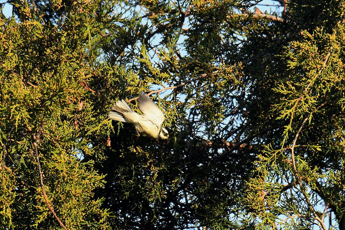 gråparula - ML631552262
