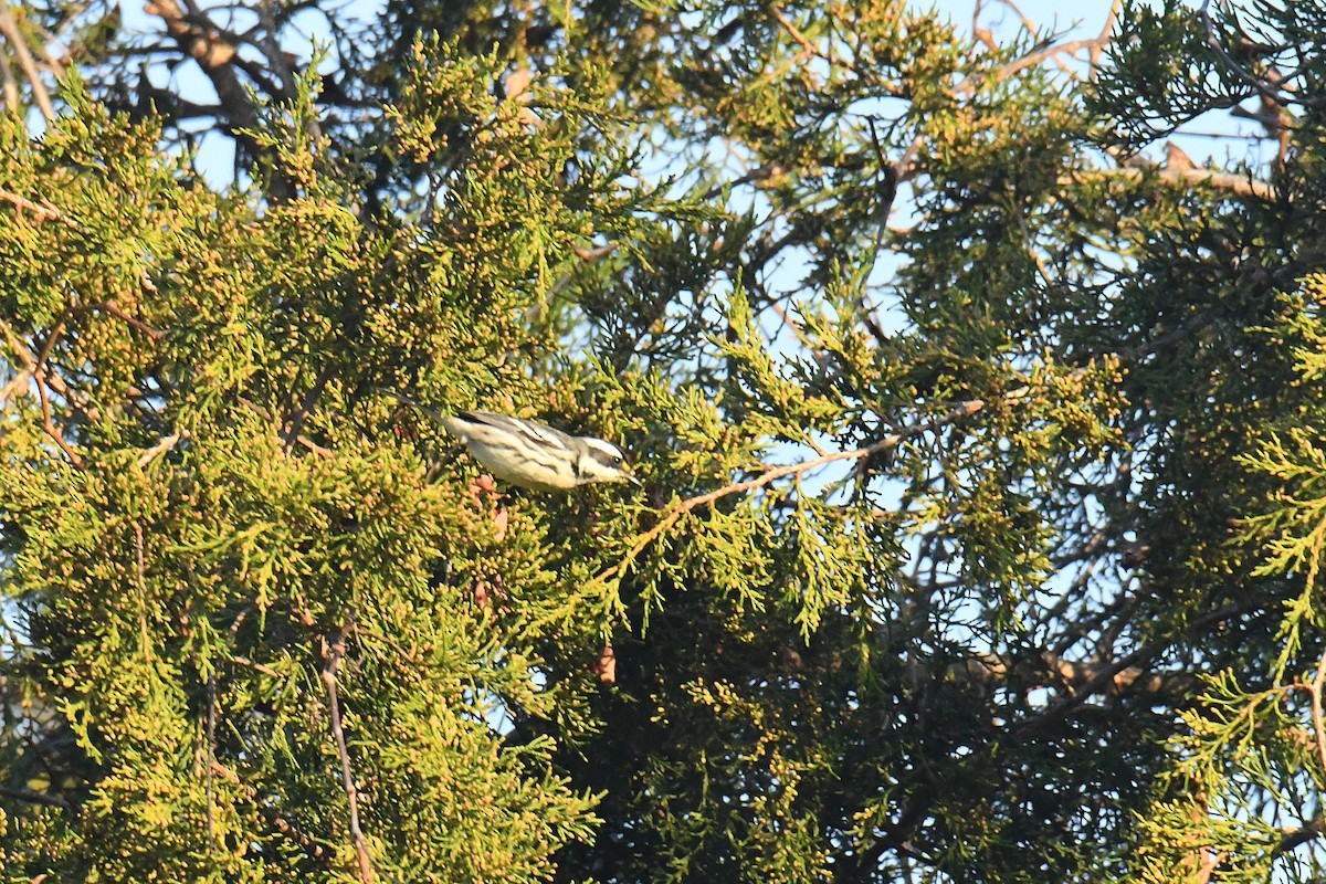 gråparula - ML631552292