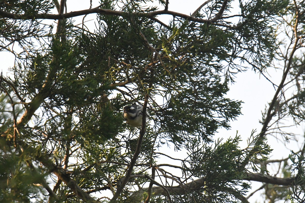 gråparula - ML631552297