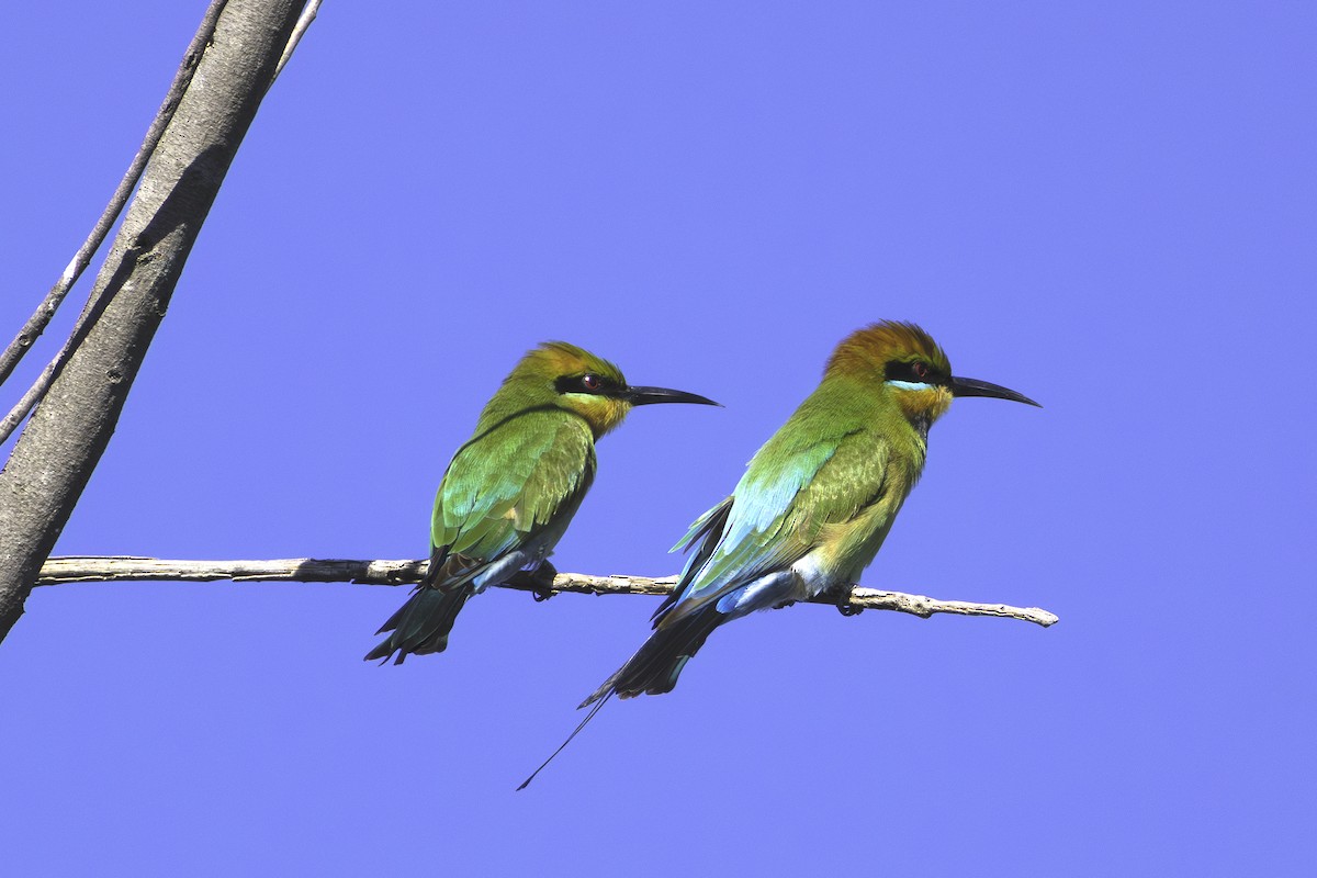 Rainbow Bee-eater - ML631552318
