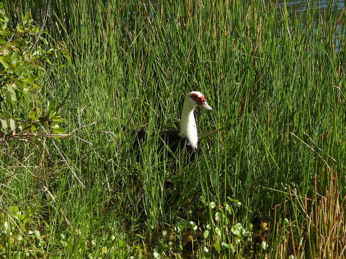 Muscovy Duck (Domestic type) - ML631552618