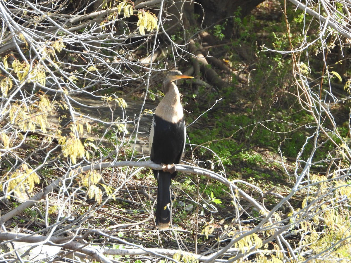 Anhinga - ML631552628