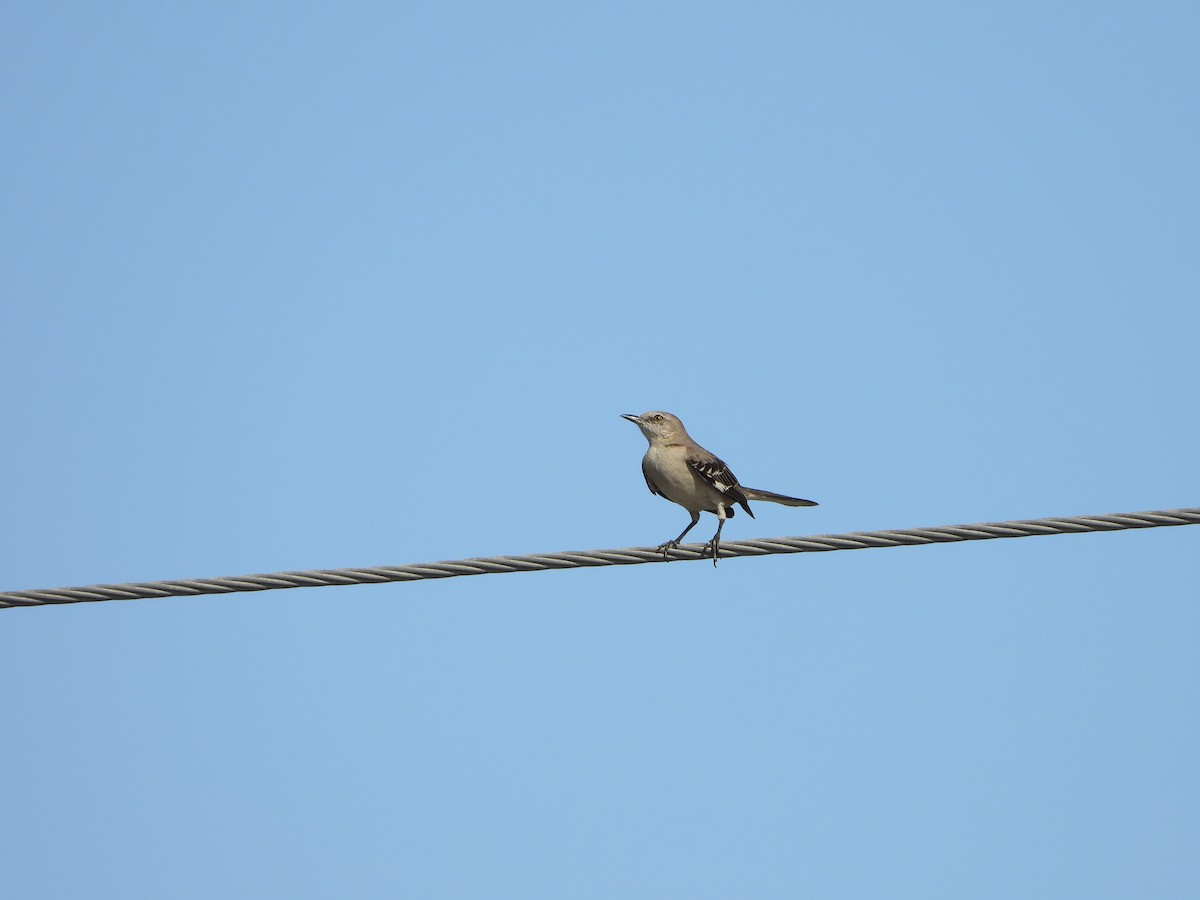 Northern Mockingbird - ML631552643