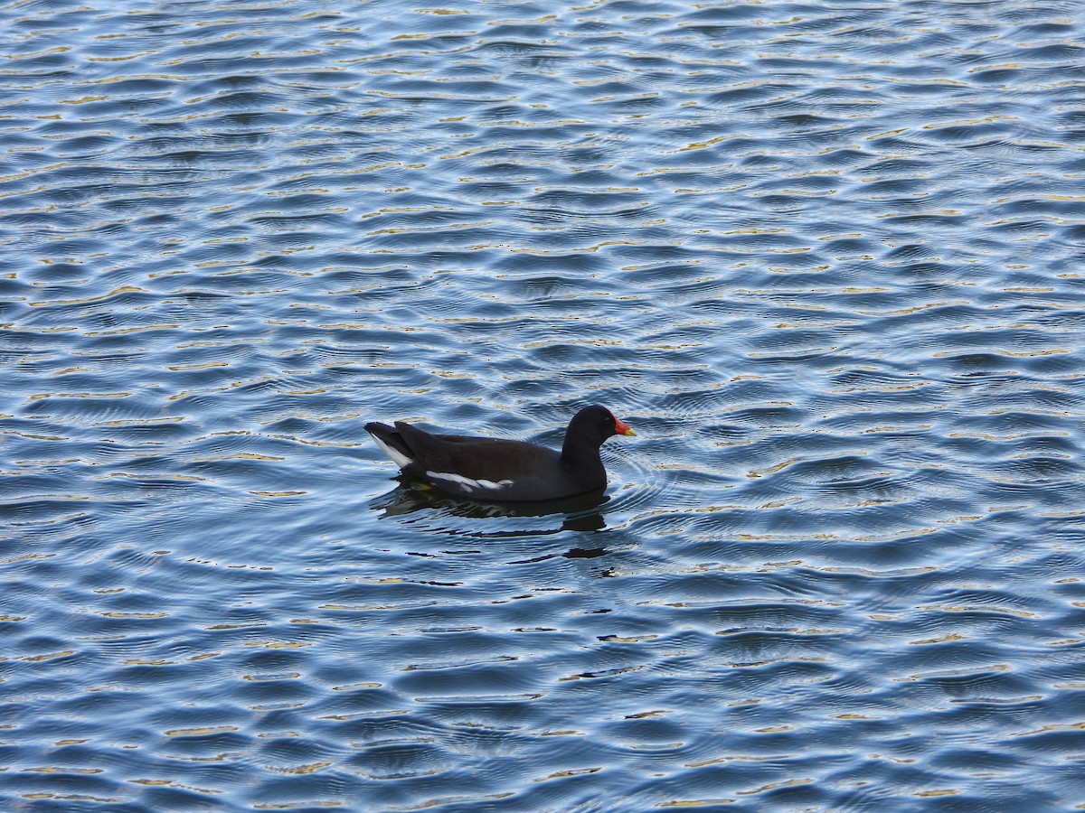 Common Gallinule - ML631552654