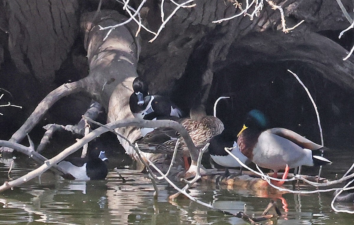 Ring-necked Duck - ML631552731