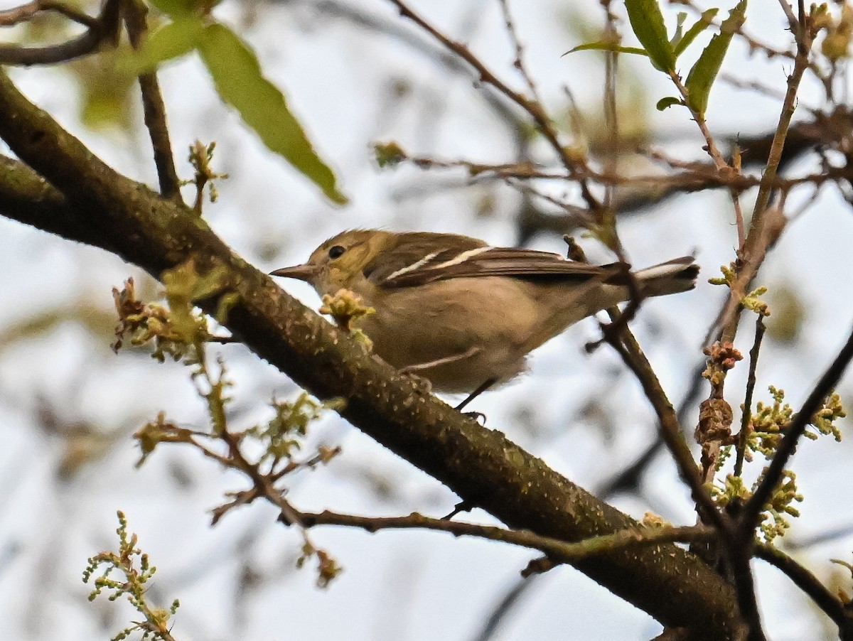 Пісняр-лісовик каштановий - ML631552824