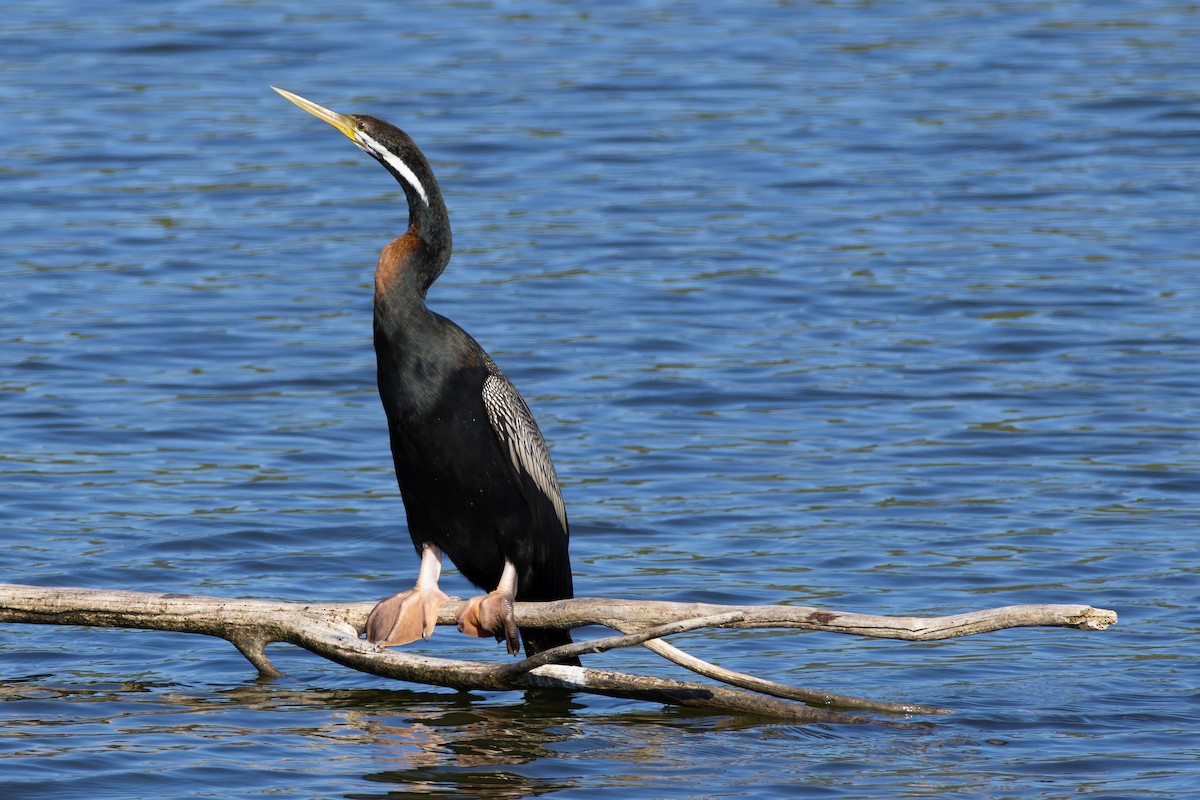 Australasian Darter - ML631552833