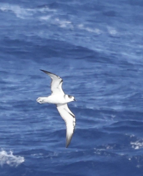White-necked Petrel - ML631552912
