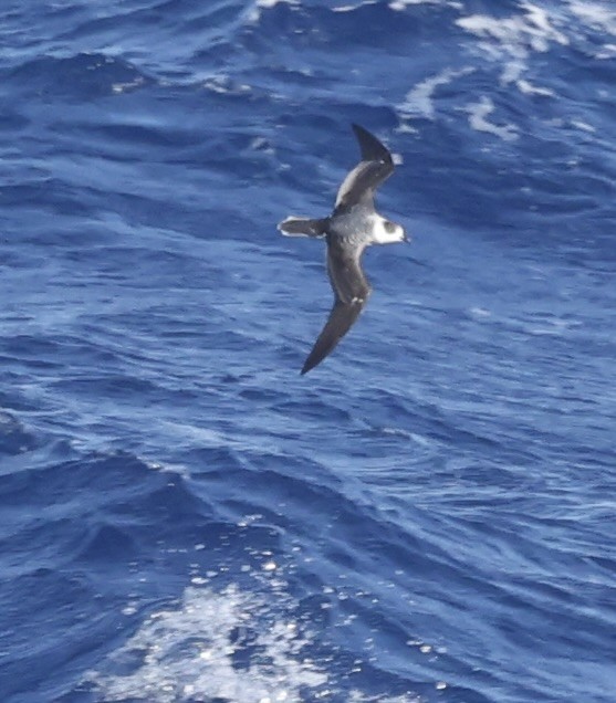 White-necked Petrel - ML631552913