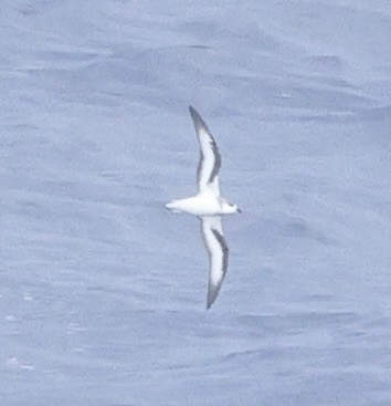 Black-winged Petrel - ML631552946