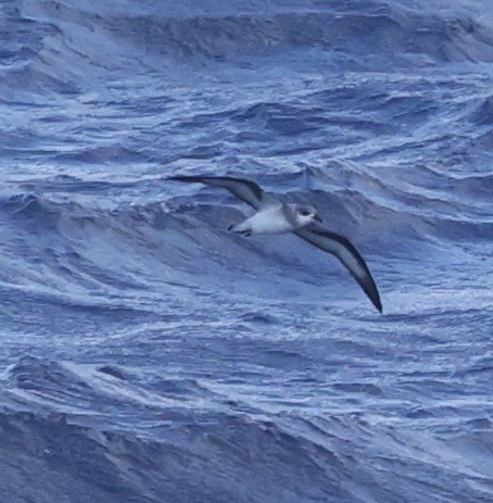 Black-winged Petrel - ML631552947