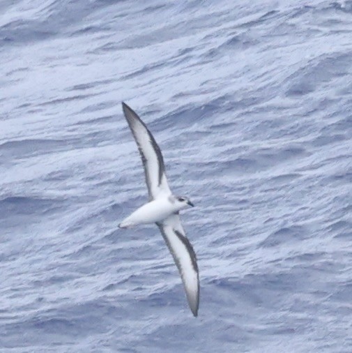 Black-winged Petrel - ML631552948
