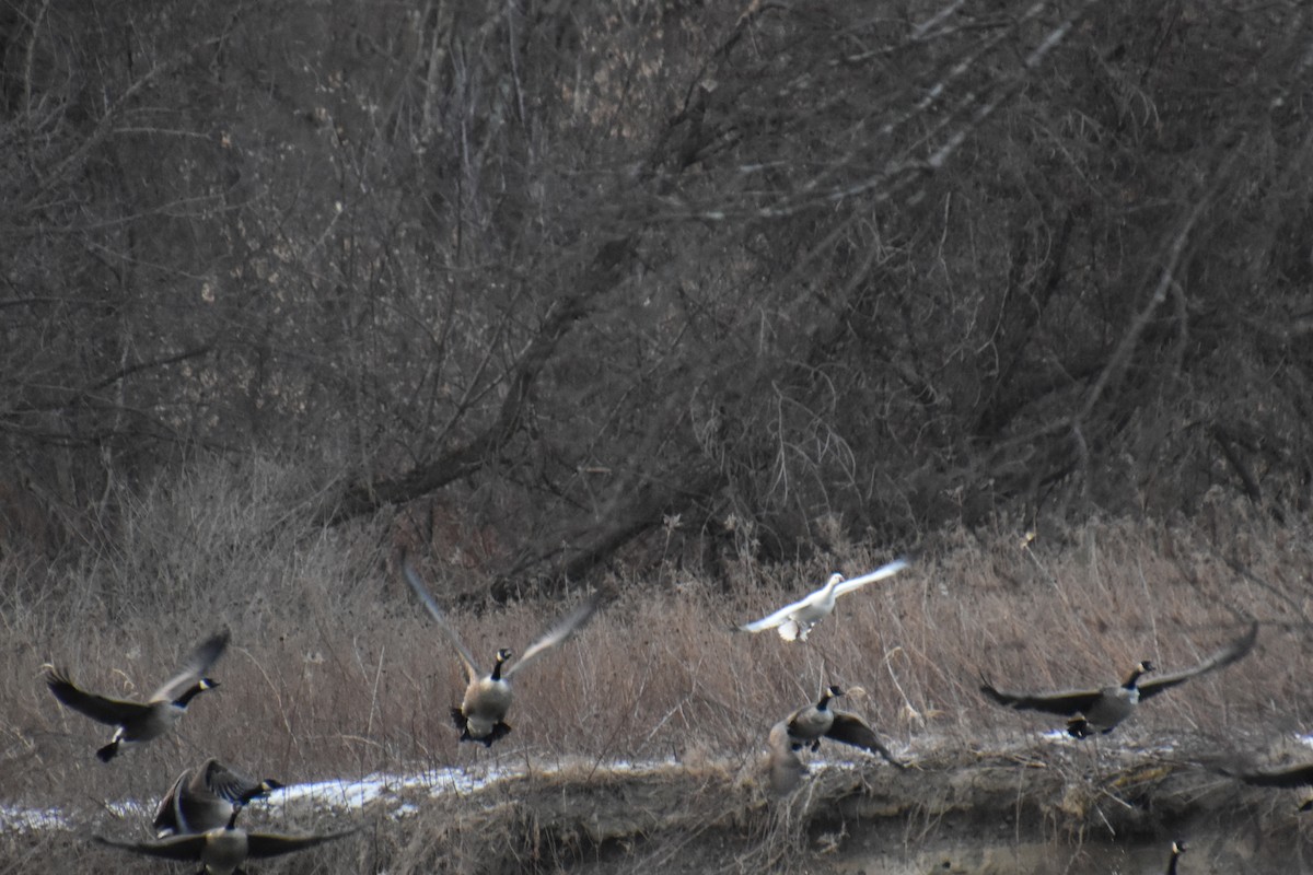 Ross's Goose - ML631553119