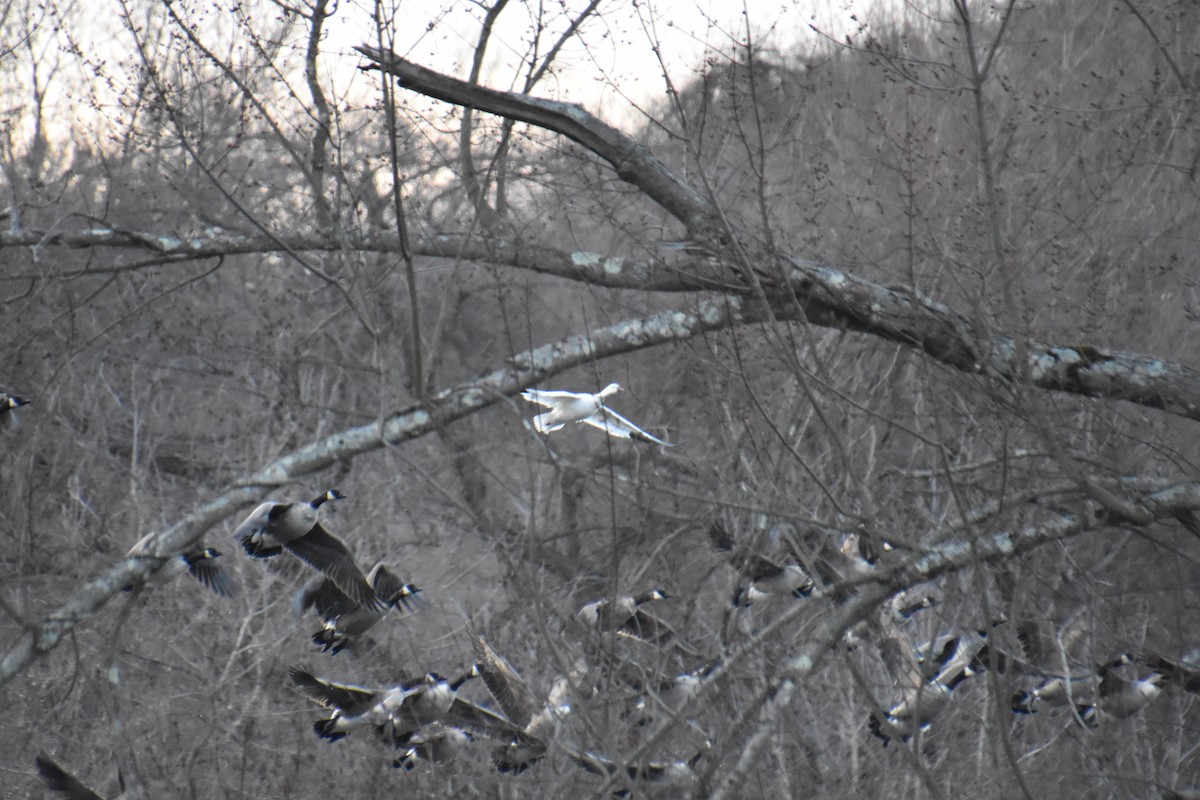 Ross's Goose - ML631553133