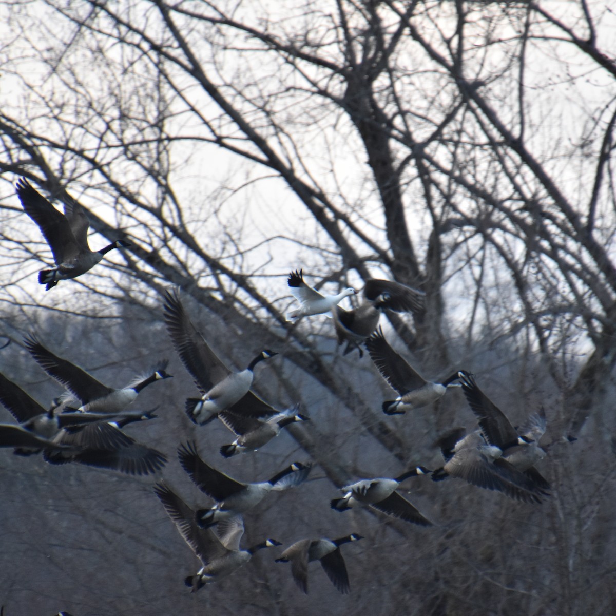 Ross's Goose - ML631553135