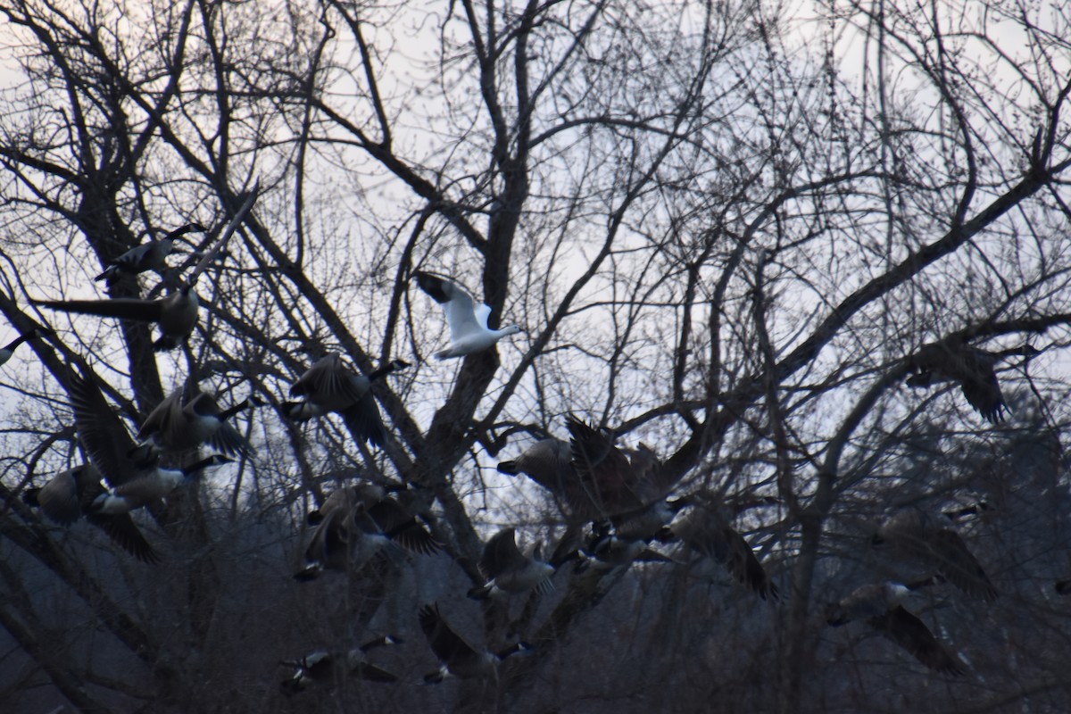 Ross's Goose - ML631553143