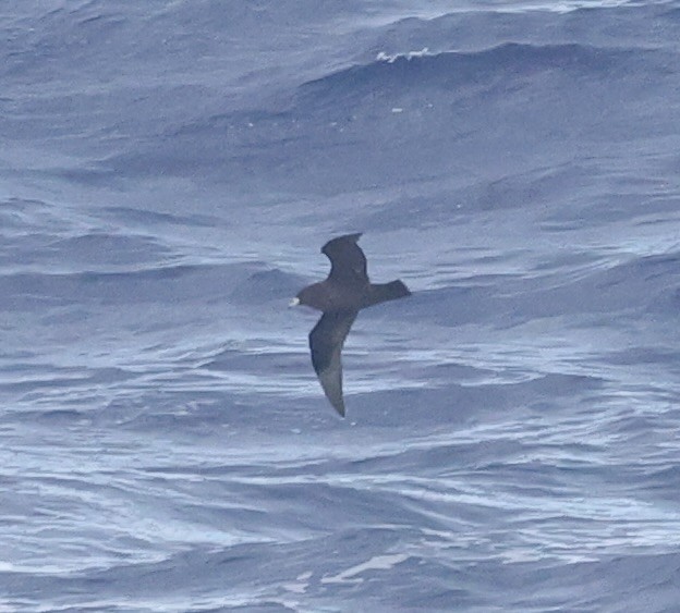 Parkinson's Petrel - ML631553146