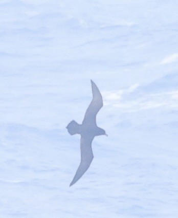 Parkinson's Petrel - ML631553147