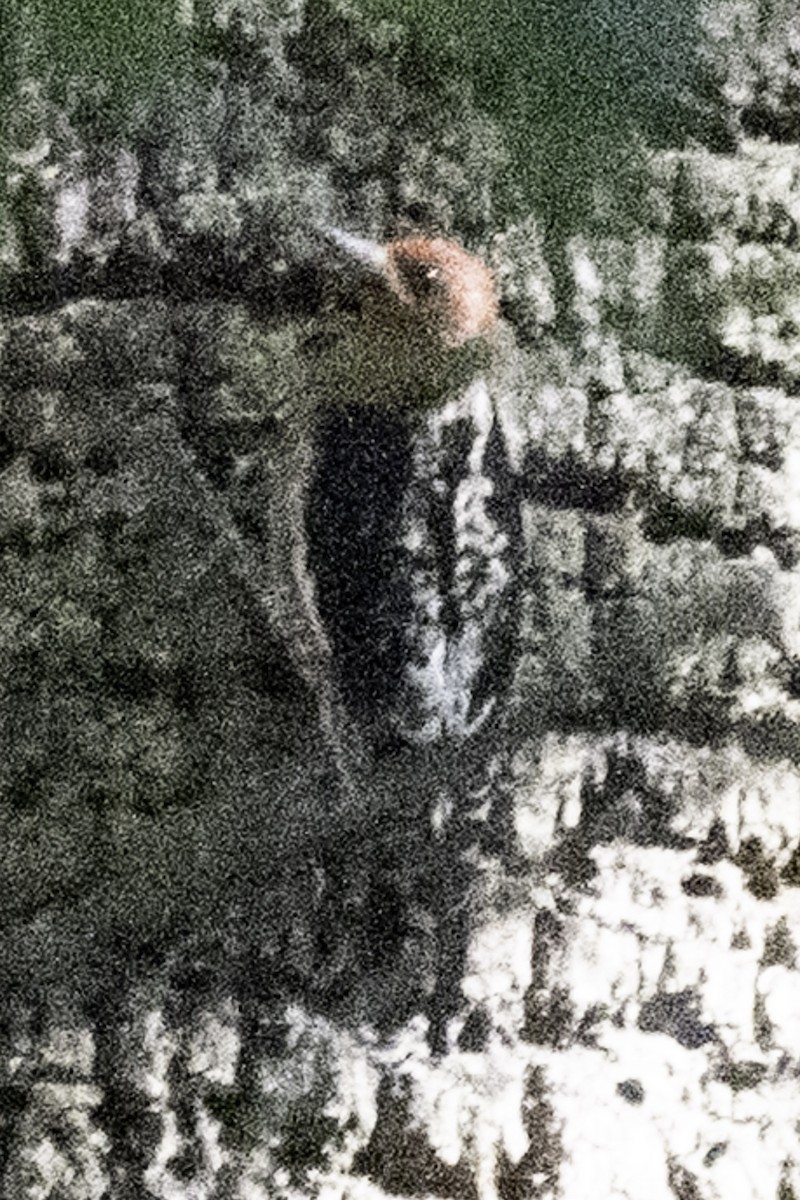 Red-breasted Sapsucker (daggetti) - ML631553206