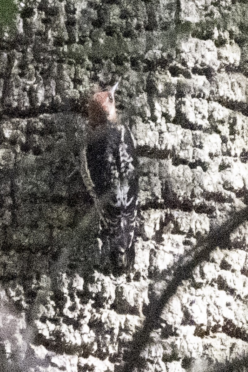 Red-breasted Sapsucker (daggetti) - ML631553210