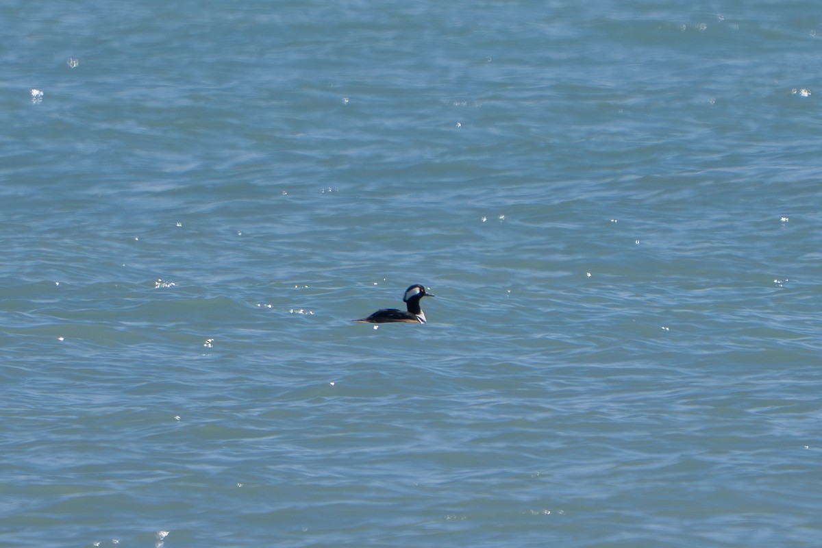 Hooded Merganser - ML631553229