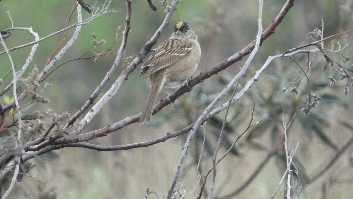 Golden-crowned Sparrow - ML631553328