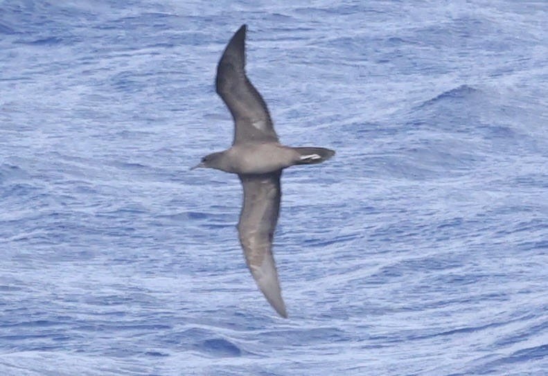 長尾水薙鳥 - ML631553392