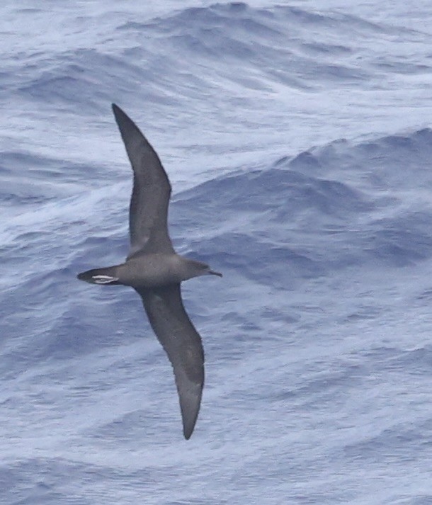 長尾水薙鳥 - ML631553393