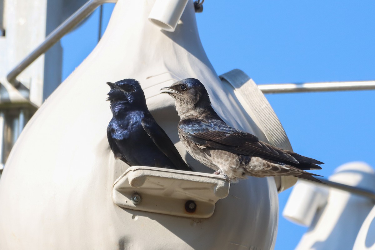 Purple Martin - ML631553413