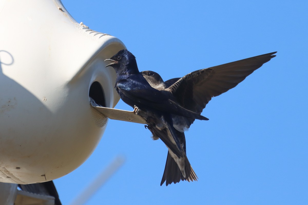 Purple Martin - ML631553415