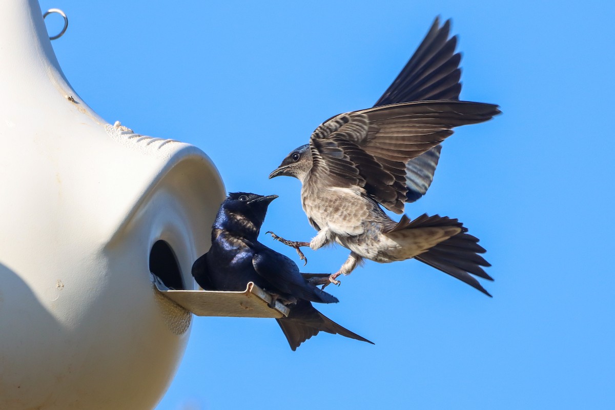 Purple Martin - ML631553416
