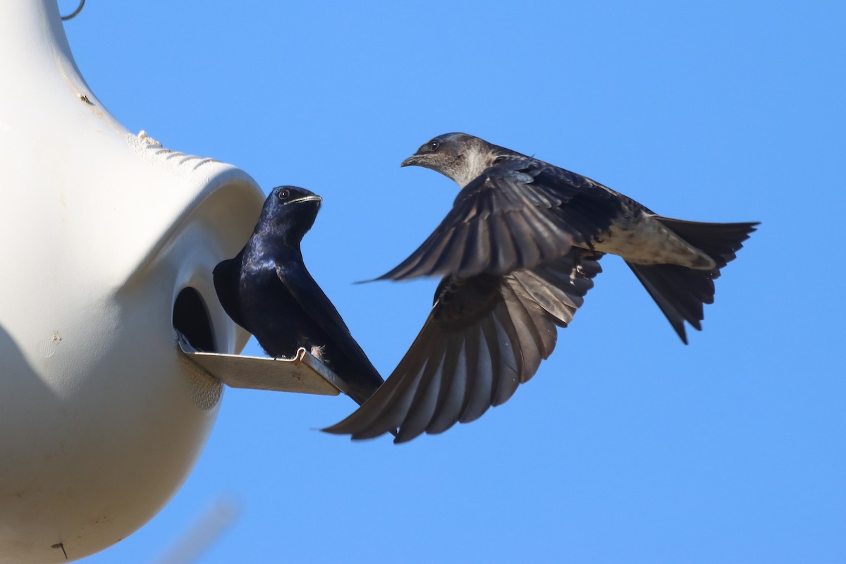 Purple Martin - ML631553417