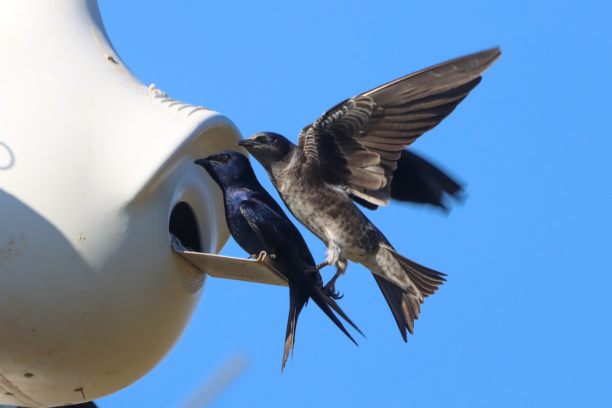 Purple Martin - ML631553418