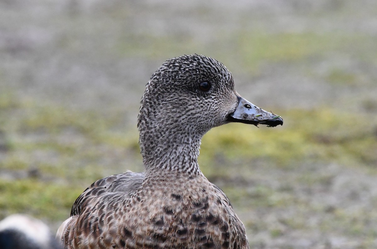 American Wigeon - ML631553931