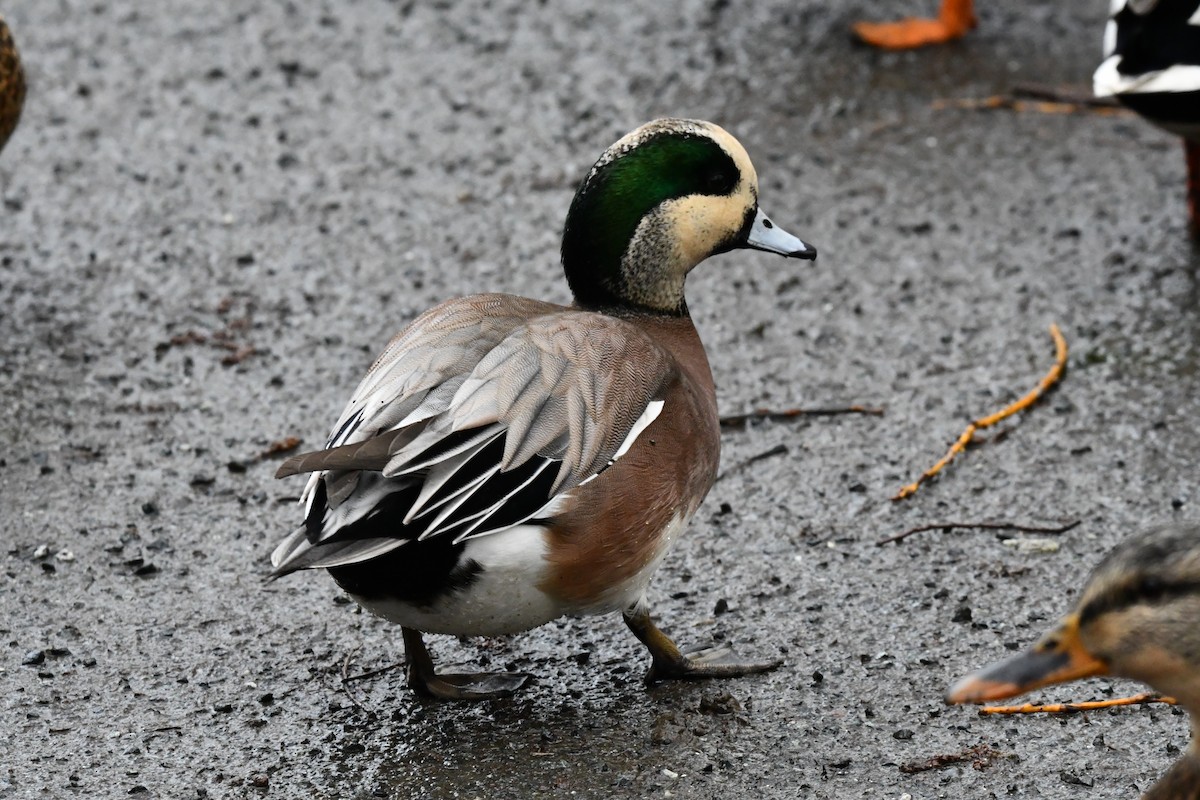 American Wigeon - ML631553938