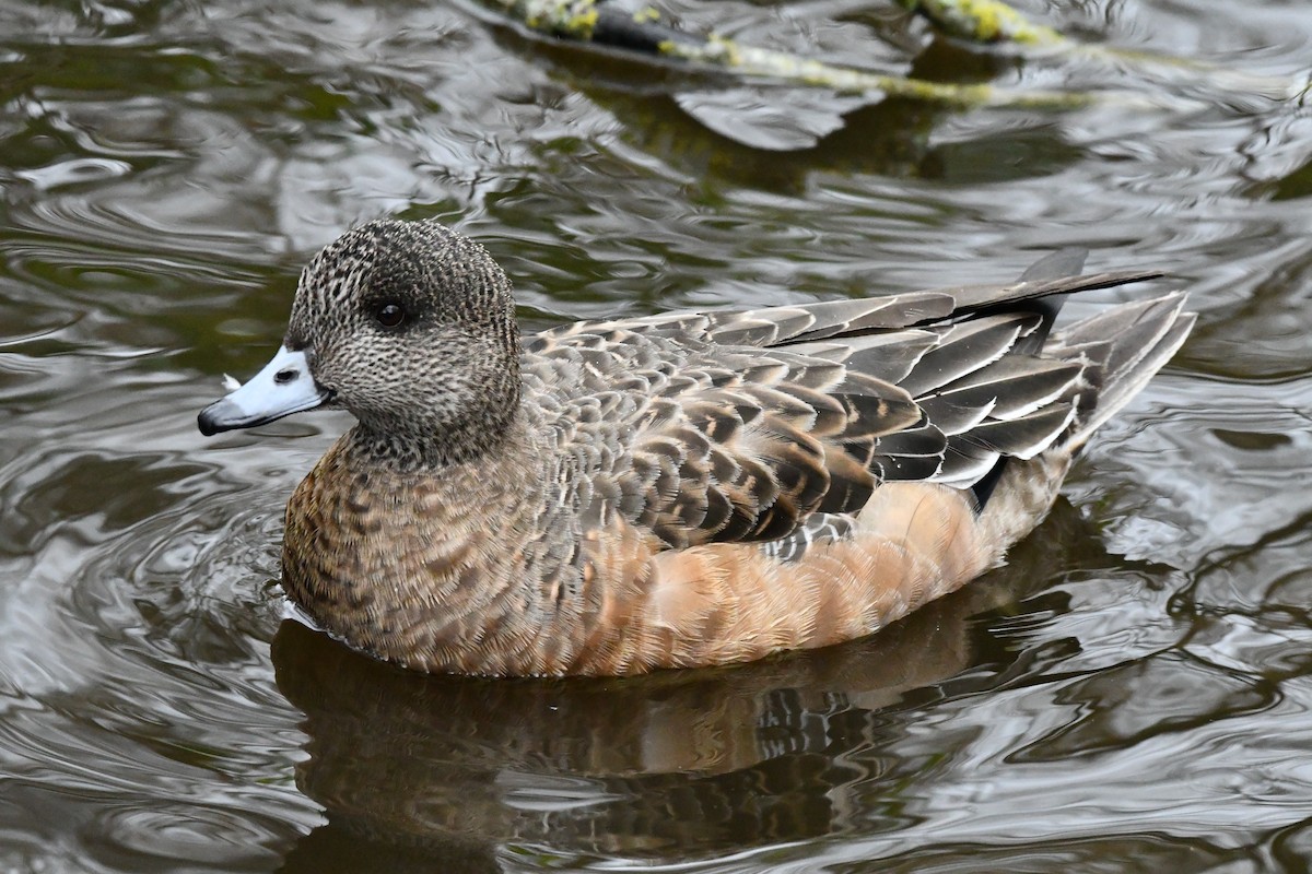 American Wigeon - ML631553939