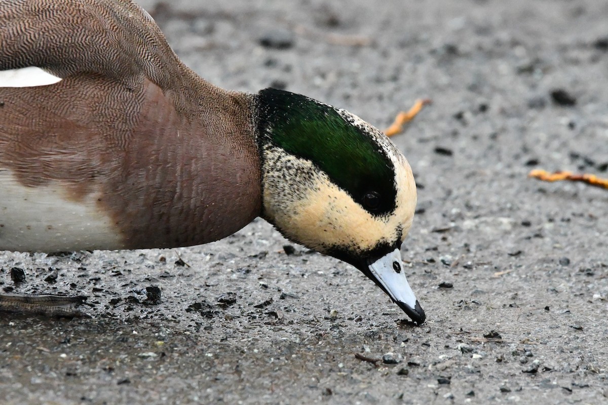 American Wigeon - ML631553941