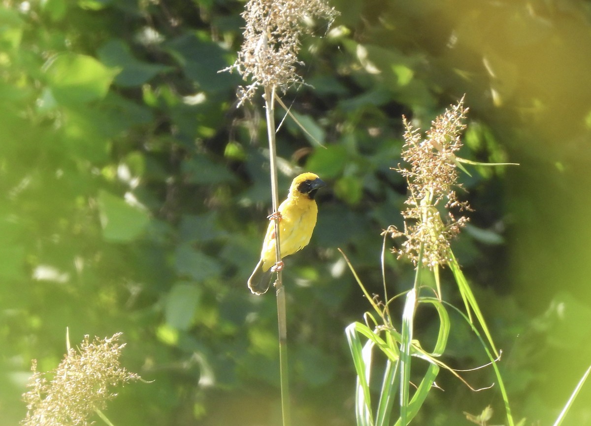 Asian Golden Weaver - ML631553962