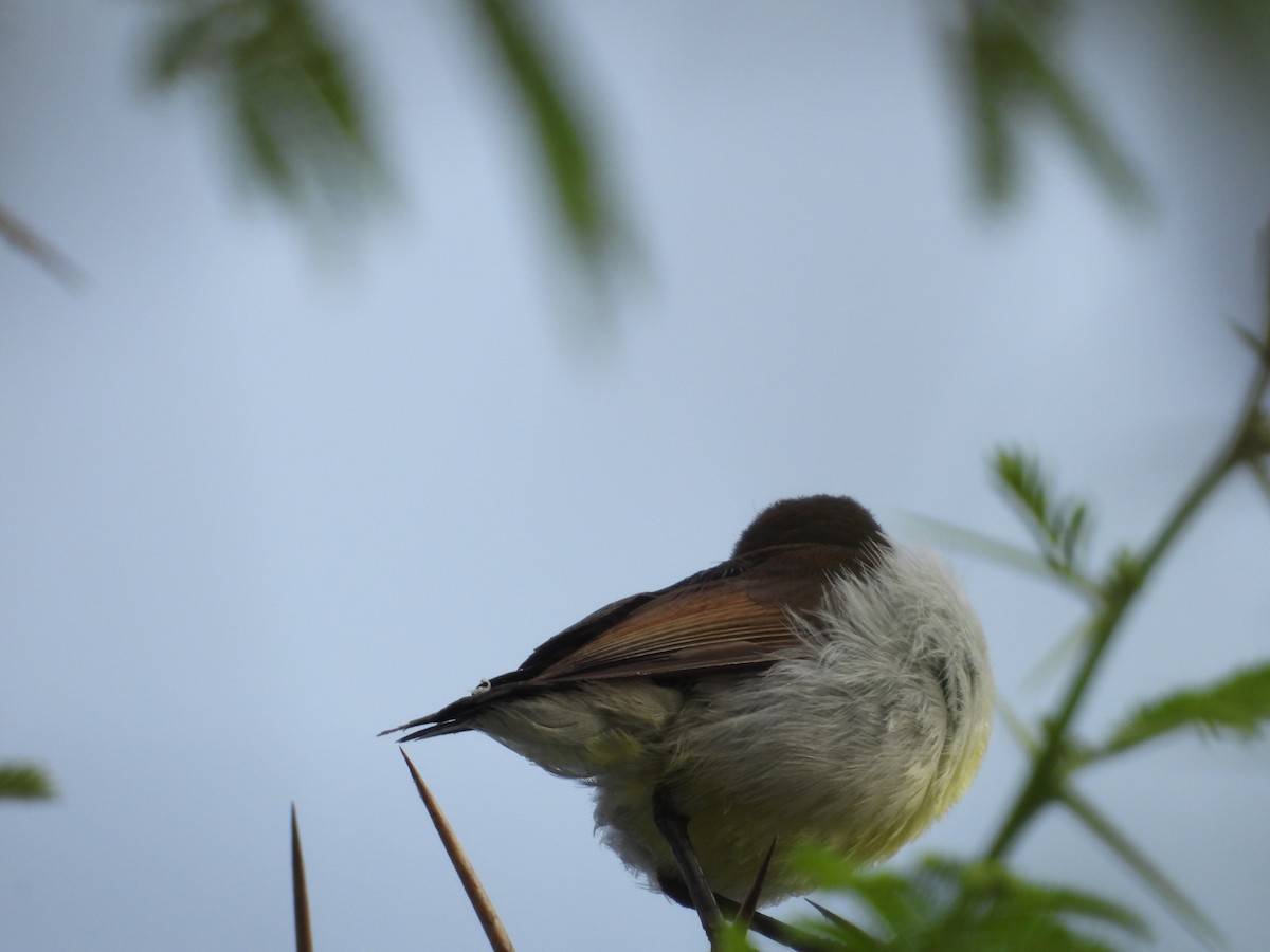 Purple-rumped Sunbird - ML631553972
