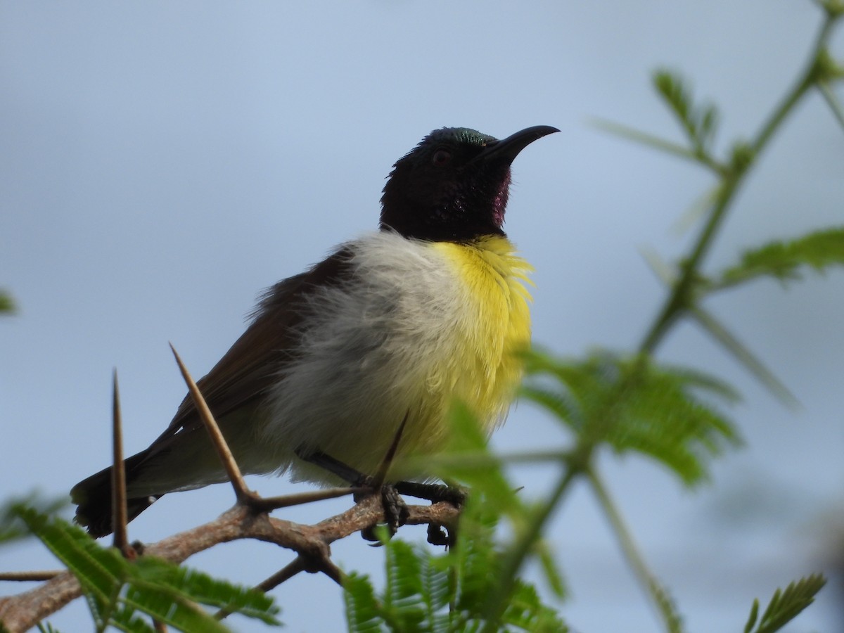 Purple-rumped Sunbird - ML631553976