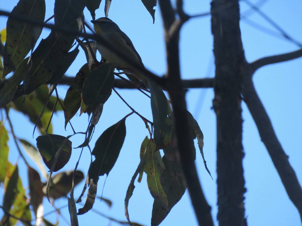 Striated Pardalote - ML631553995