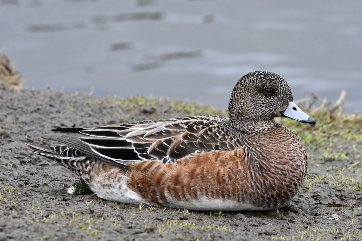 American Wigeon - ML631554001