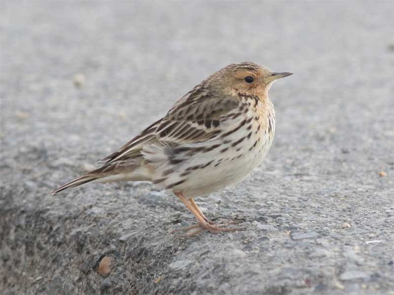 Red-throated Pipit - ML631554002