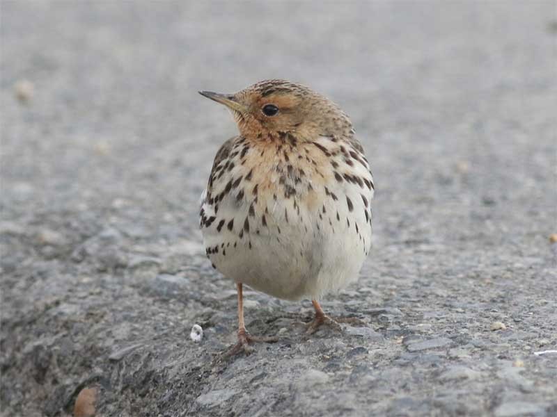 Red-throated Pipit - ML631554003