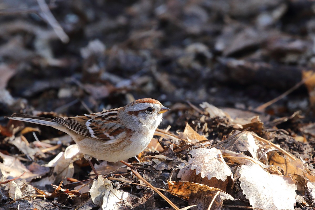 American Tree Sparrow - ML631554079