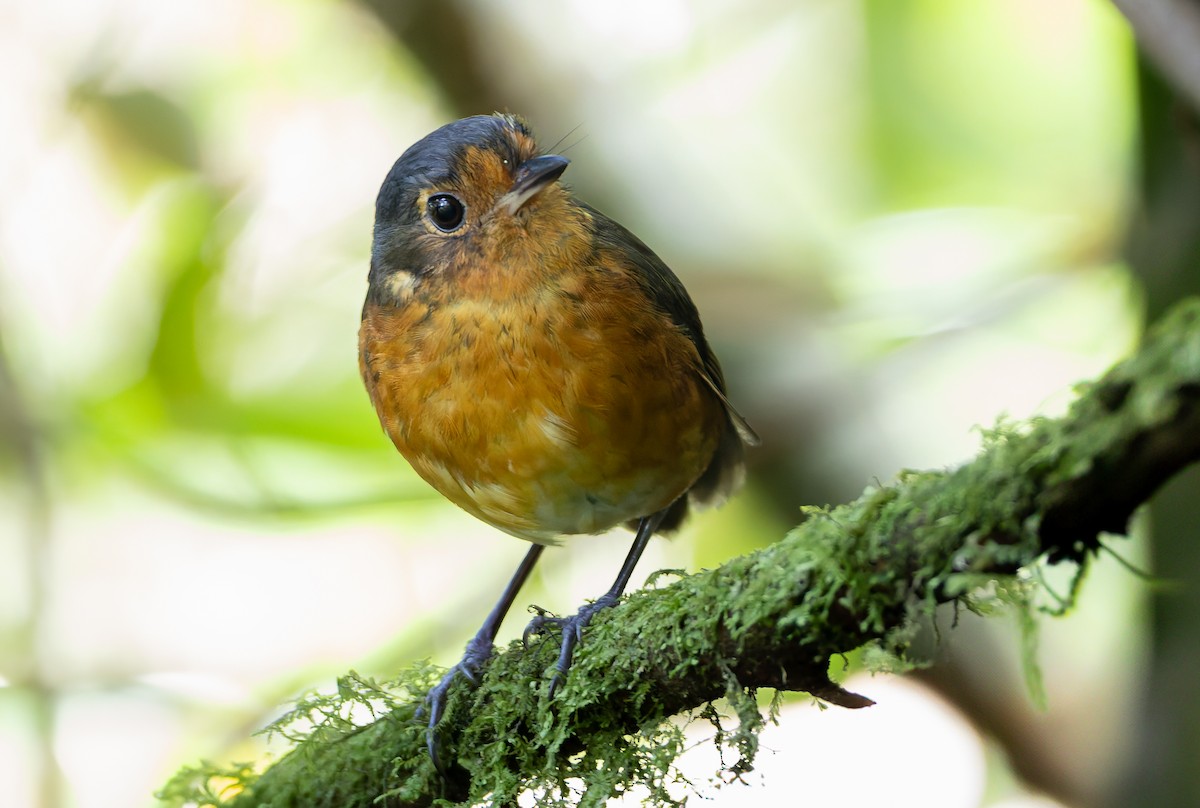 Slate-crowned Antpitta (Slate-crowned) - ML631554080
